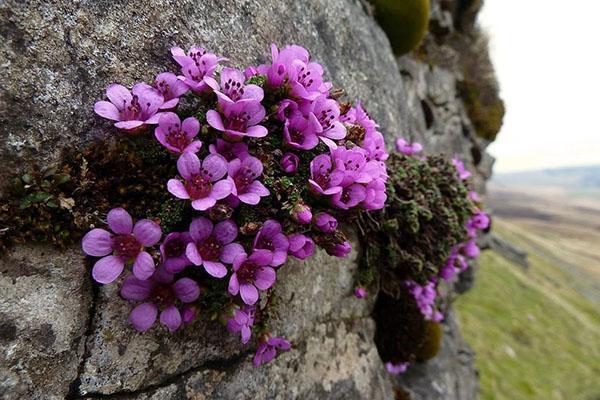 typer og varianter av saxifrage