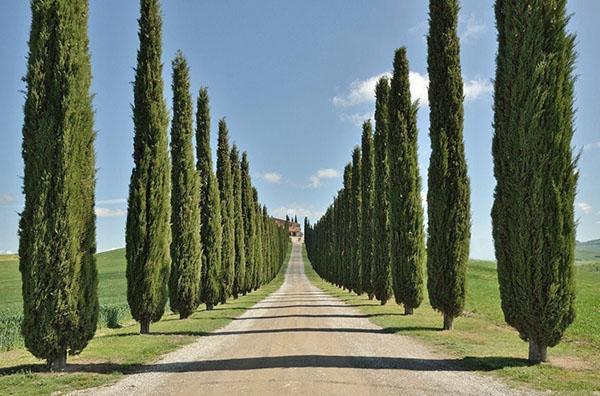 Cypress pyramidální nebo italský