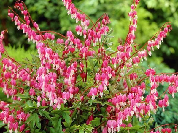 rostoucí dicentra