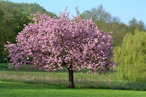 uprawa magnolii w ogrodzie