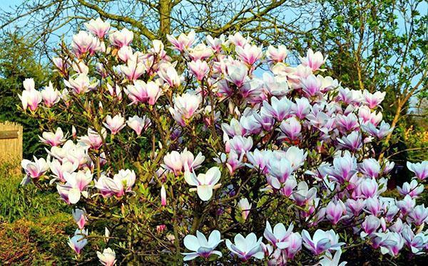 kwiat magnolii