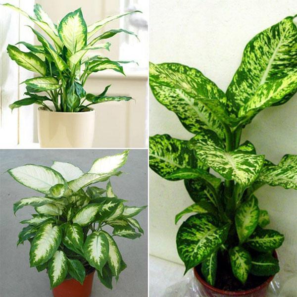 Dieffenbachia ที่บ้าน