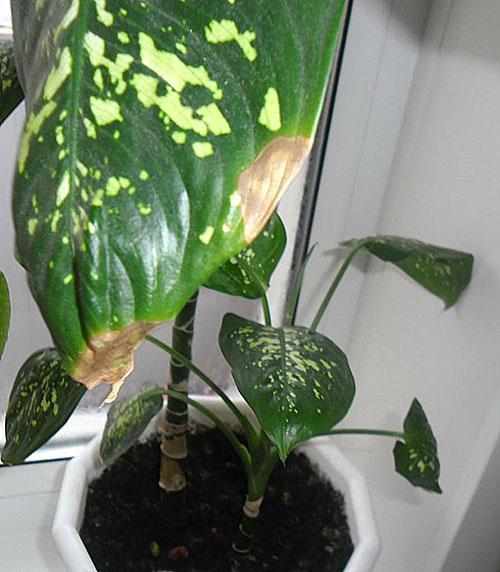 Dieffenbachia