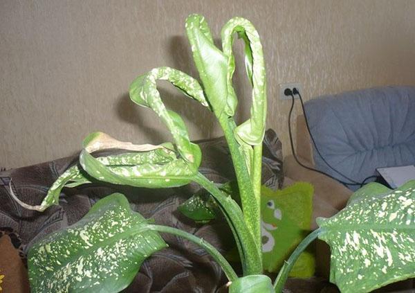 bolest dieffenbachia