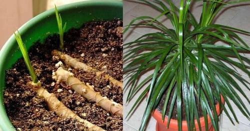 วิธีการเผยแพร่ Dracaena