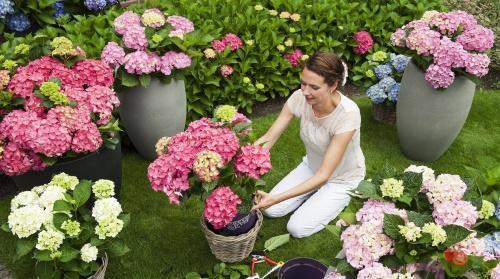 hvordan ta vare på hortensia