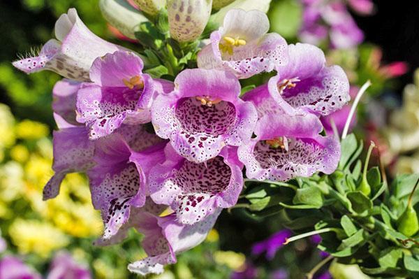 วิธีการปลูก Foxglove