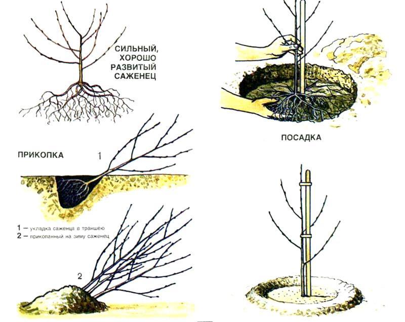 når du skal plante kirsebær om høsten