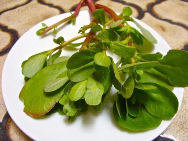 คุณสมบัติทางยาของ purslane