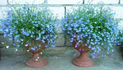 lobelia i potter