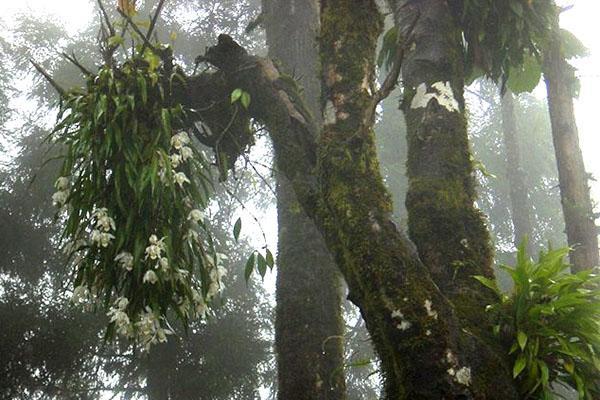 celloginova orchidej ve volné přírodě