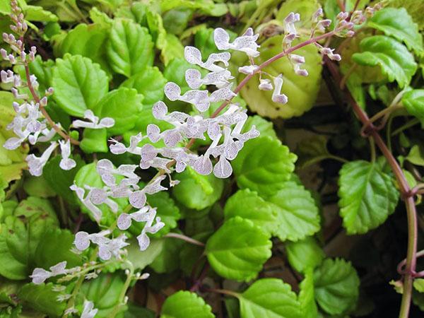 plectrantus blomstrer