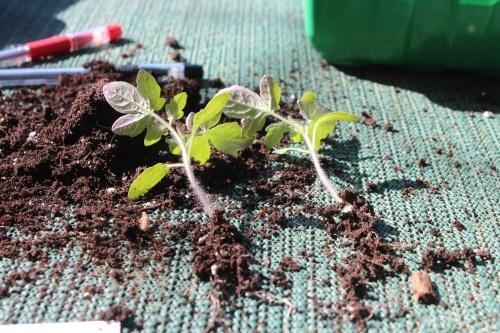 tomatplanter