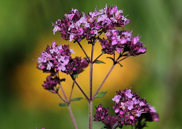 oregano blomstrer