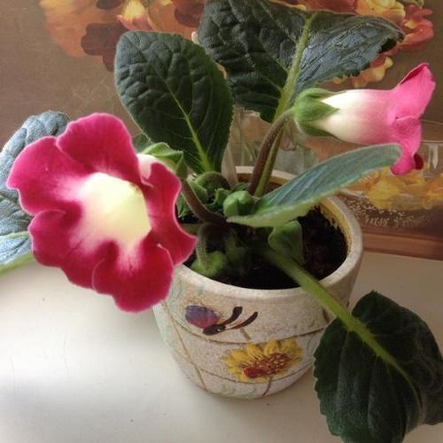 gloxinia i en gryte