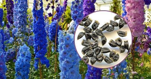 hvordan å dyrke et delphinium fra frø