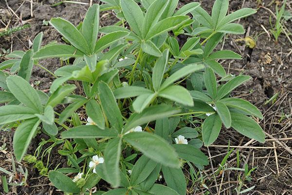 cinquefoil สีขาวในสวน