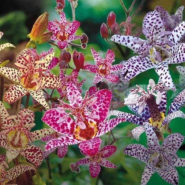 ogrodowa orchidea tricirtis