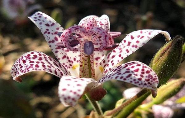 tricirtis kwitnie