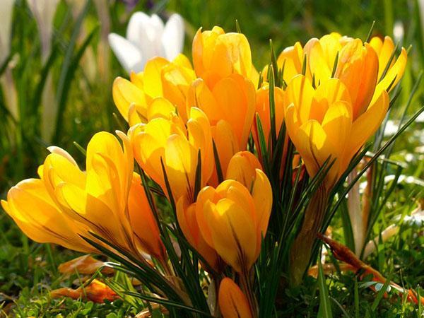 crocuses บานสดใส