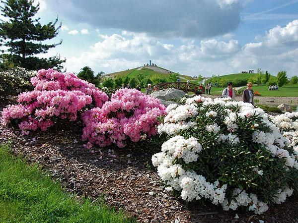 gatunki rododendronów