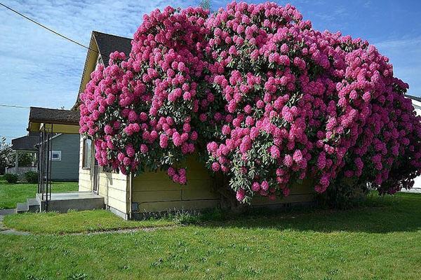 kwitnący rododendron