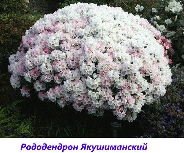 rhododendron Yakushimansky