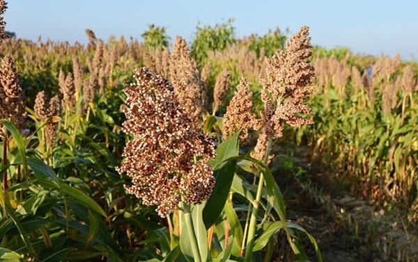 rosnące sorgo