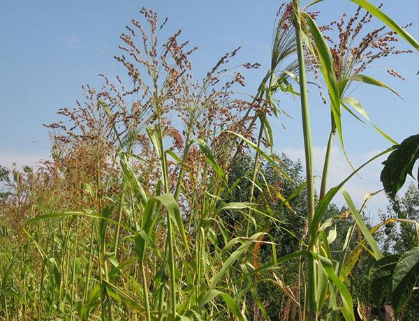 agrotechnologie cirokového koště