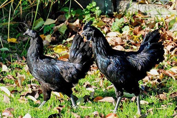 สายพันธุ์ Ayam Cemani