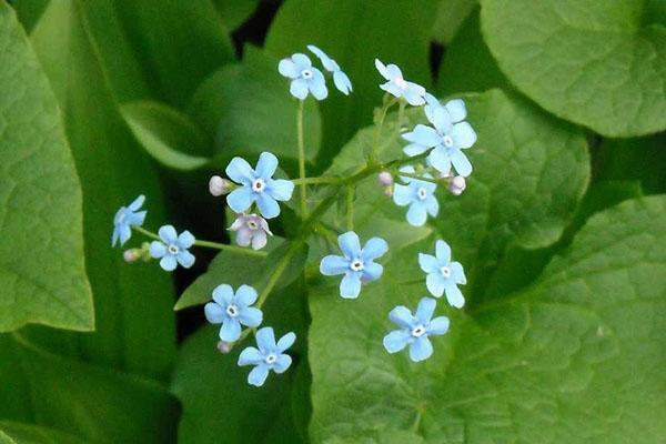 mild blomst av bruner