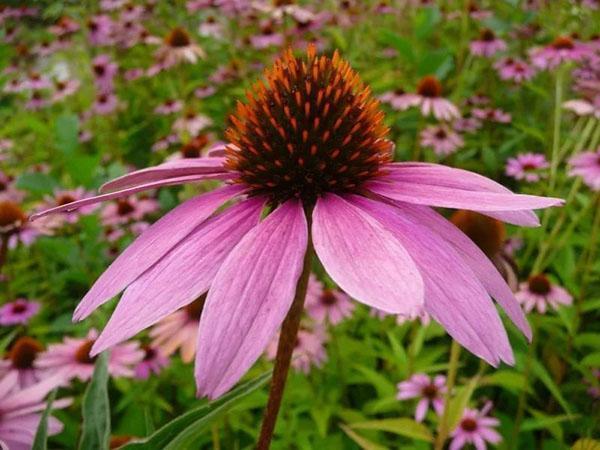 planting og stell av flerårig echinacea