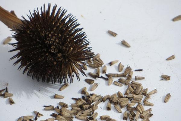 echinacea frø