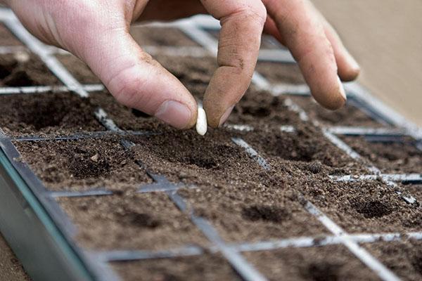 så echinacea frø for frøplanter