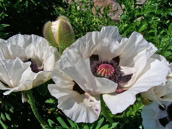 Poppy East Perris White