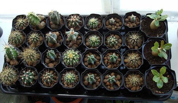 การปลูก cacti จากเมล็ด