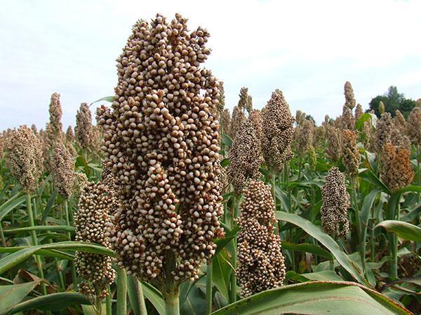 teknologi for dyrking av kornsorghum