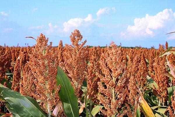 sorghum modner