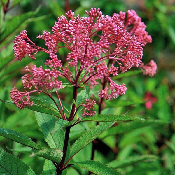 kirketårnet blomstrer