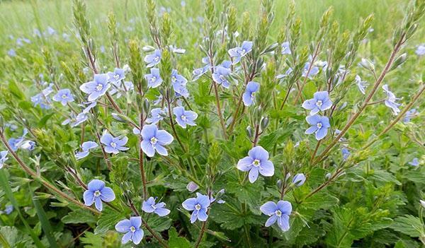 Ziele Veronica officinalis