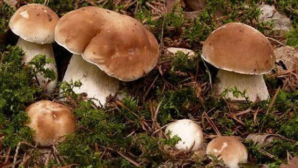 boletus familie