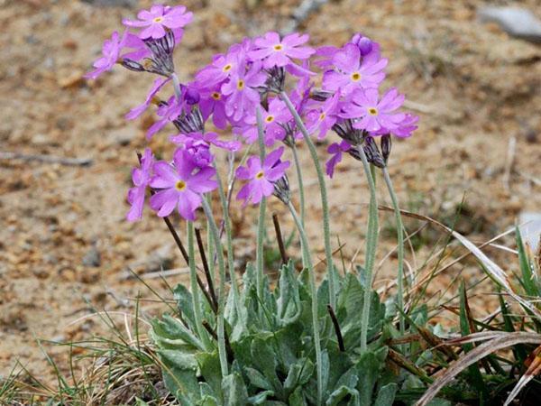 pulveraktig primula