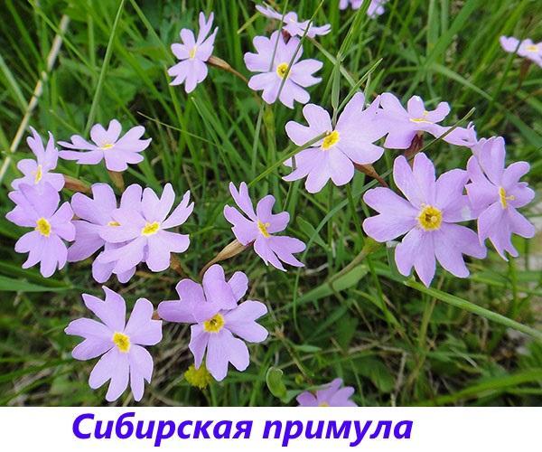 Sibirsk primula