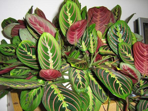 maranta w nocy