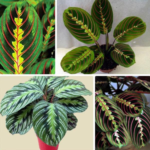 odmiany maranta