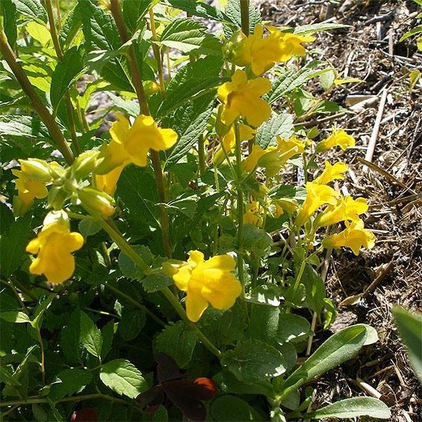 mimulus w wiejskim klombie