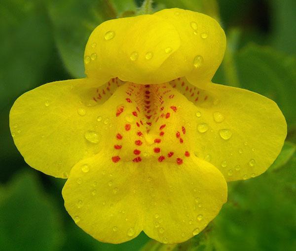 Mimulus guttatus (nakrapiane)