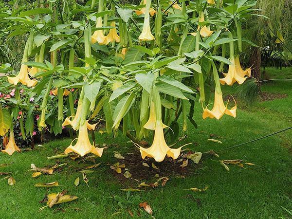 rosnąca brugmansia z nasion