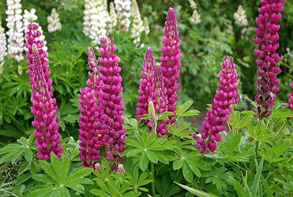 voksende lupin