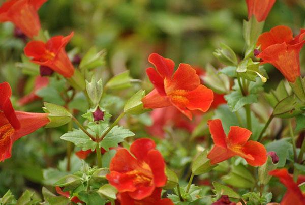 dekorace záhonu mimulus